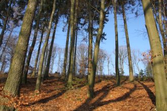 Waldvielfalt drahtw3